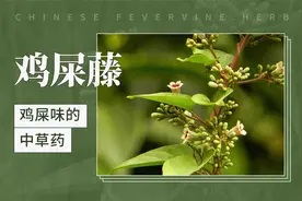 鸡屎藤——鸡屎味的中草药视频封面