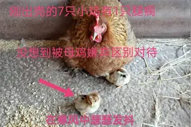 刚出壳的小鸡有点腿瘸，遭到鸡妈妈嫌弃，在冷天中瑟瑟发抖