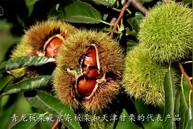 2021-走进青龙板栗展示中心，感受板栗文化价值！视频封面