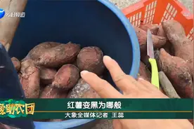 红薯变黑为哪般？视频封面