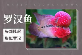 罗汉鱼——头部隆起，形似罗汉