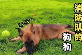 江西赣州：搜救犬系列——我们是可爱的马犬一家！视频封面