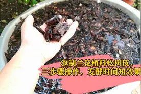 沤制兰花植料松树皮，三步骤操作，天热用EM菌发酵时间短效果好！视频封面