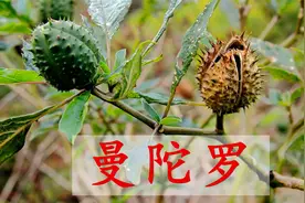 麻沸散的原材料，一闻就醉？成熟以后更可怕，在农村有大用途视频封面