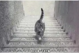 这只猫咪到地上上楼还是下楼呢？.mp4视频封面