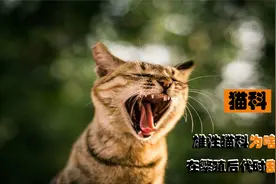 猫科雄性为啥要长倒刺，在繁殖后代时刮伤雌性？这倒刺可不简单视频封面