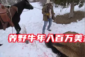 荒野猎人在野外养起了野牛，居然能年入百万美金，我也想去养了！视频封面