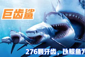 巨齿鲨有多恐怖，276颗牙齿，以鲸鱼为食，其大小是霸王龙的2倍