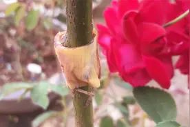 高压法利用香蕉皮提高月季生根，这招太奏效了，成活率高生根快视频封面
