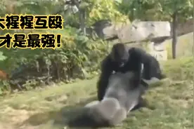大猩猩吃素太香，为何吃素身体还如此的强壮，一拳都能打碎玻璃视频封面