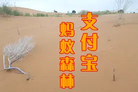 实地走访马云的蚂蚁森林是不是骗人的？这一片树很多都死了视频封面