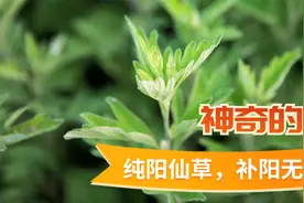 艾灸不可不知艾！纯阳仙草，补阳无双视频封面