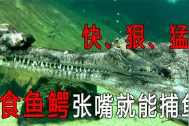 快狠猛！食鱼鳄张嘴就能捕鱼，如今已濒临灭绝视频封面