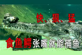 快狠猛！食鱼鳄张嘴就能捕鱼，如今已濒临灭绝视频封面
