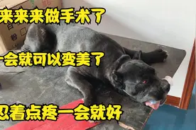 杀人犬眼部长了息肉，阿龙亲自主刀做手术，过程不忍直视视频封面