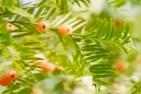 红豆杉的栽培技术，不仅能净化空气，提取物紫杉醇还能抗癌视频封面