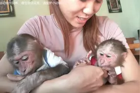 女孩抱着两只猴子在怀里睡觉，猴子一醒来就要喝优酸乳，小猴子视频封面