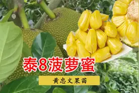 泰8红肉菠萝蜜，香气浓郁，甜而不腻 市场缺席是种植好机遇。视频封面