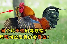 剧毒蜈蚣令人胆颤，为何公鸡却不怕它？公鸡吃蜈蚣后真会变凶？视频封面