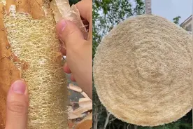 生活小妙招！女子用老丝瓜自制蒸笼垫，摆脱蒸食物粘连的烦恼视频封面