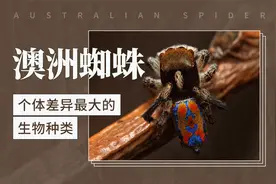 澳洲蜘蛛——个体差异最大的生物种类视频封面