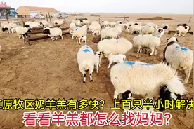 草原牧区奶羊羔有多快？上百只半小时解决！看看羊羔都咋找妈妈？视频封面