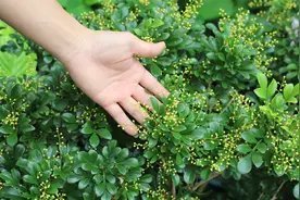 米兰花这样养，一年四季有花开，并且超级香视频封面