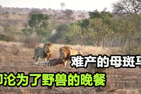 怀孕斑马难产倒地，先被秃鹫掏空肚子，后被雄狮分食，太惨了视频封面