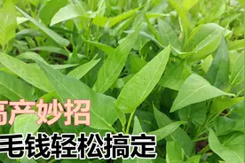 几毛钱的土霉素配一物，空心菜不高产都难，值得学习与分享视频封面