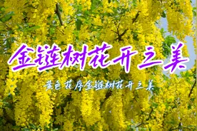 类似黄色紫藤的金链树花开之美视频封面