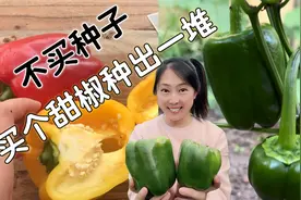 不买种子，买个甜椒回家，吃完种出一大堆甜椒/青椒，再吃三个月视频封面