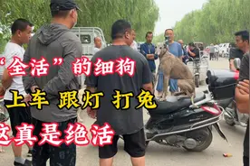 大哥玩狗有一套，“全活”的细狗，一个指令直接坐上摩托车，真绝视频封面