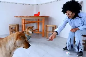 主人假扮乞丐回家，狗狗会有什么反应？狗的举动让人感到不可思议视频封面