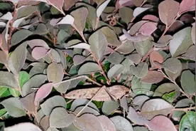 寻虫记，传闻深夜这种昆虫会发出很恐怖的叫声，俗名鬼蚱蜢