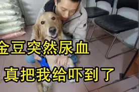 狗狗突然尿血，是子宫蓄脓还是别的原因？真吓到我了视频封面