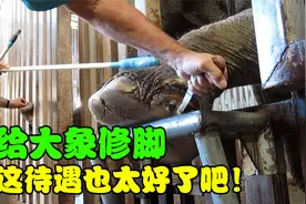 大象脚底受伤严重腐烂，修脚师紧急修复，没想到过程这么解压！视频封面