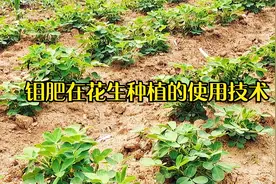 想要花生产量高，科学补钼很重要，钼肥花生高产的又一法宝！视频封面