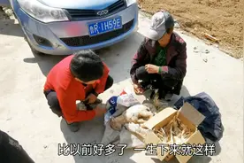小羊羔生下来不能站立，被主人带到集市上卖掉宰杀，妈妈看着心疼视频封面