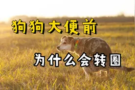 狗狗大便前，为什么会转圈？这些原因，你猜中了吗视频封面