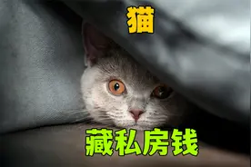 这只猫居然会藏私房钱!视频封面