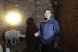母羊产羔后流血,碰到这种情况一定要重视,看看养羊小伙是如何治疗视频封面