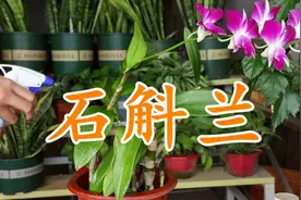 养护石斛兰：做对“4”个关键护理技巧，生长旺盛花多艳丽花期长