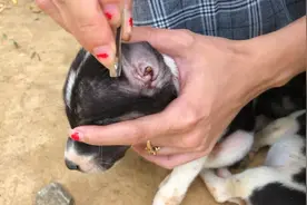 去除小狗身上的许多蜱虫视频封面