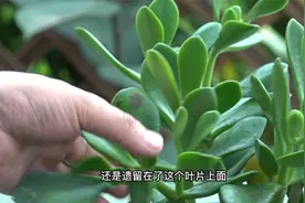 玉树叶片上出现这种斑，一定要及时处理不然叶片全掉光视频封面