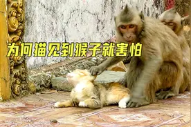 猫的天敌是猴子吗？高傲的猫咪为什么见到猴子后，动都不敢动视频封面