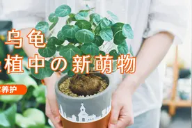 山乌龟，一款颜值很高而且很萌的爬藤植物视频封面