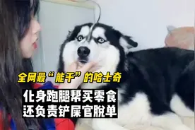 全网最“能干”的哈士奇，不光化身跑腿帮买零食，还负责主人脱单视频封面