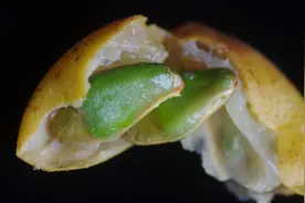 这种水果端午节前后成熟，北方的小伙伴没吃过，是真的吗？