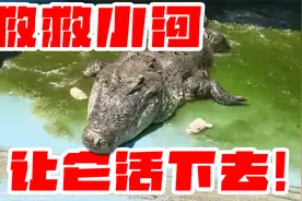 探望台赠大陆鳄鱼王小河感想！园方过于可恶怒喷厦门中非世野！视频封面