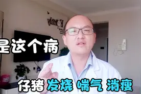 秋季仔猪出现发烧喘气，可能是副猪嗜血杆菌病，你知道怎么治吗视频封面